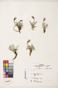 Raillardella argentea image