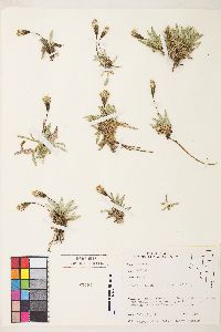 Raillardella argentea image