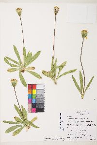 Raillardella scaposa image