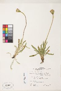 Raillardella scaposa image