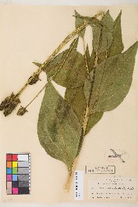 Rudbeckia occidentalis image