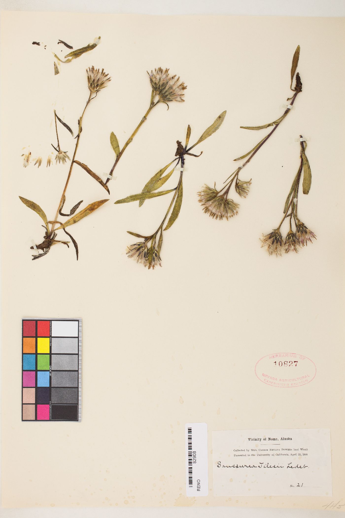 Saussurea tilesii image