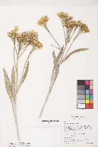 Senecio atratus image