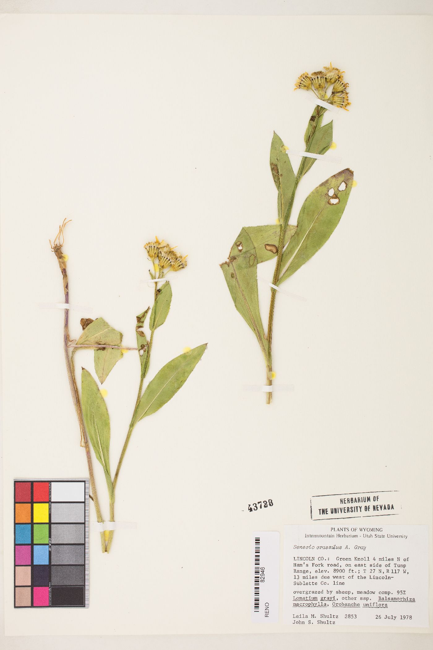 Senecio crassulus image