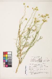 Senecio flaccidus var. monoensis image