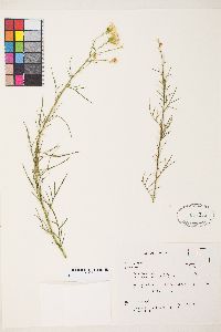 Senecio flaccidus image