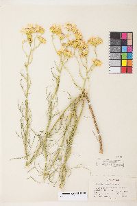 Senecio flaccidus image