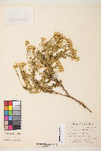 Senecio fremontii var. occidentalis image