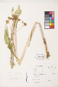 Senecio hydrophilus image