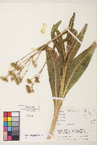 Senecio hydrophilus image