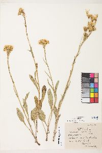 Senecio integerrimus image