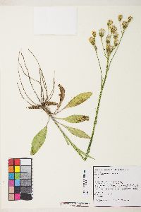 Senecio integerrimus image