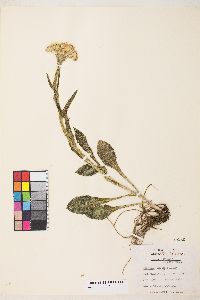 Senecio integerrimus image