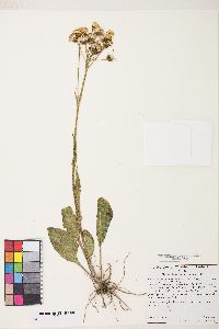 Senecio integerrimus image