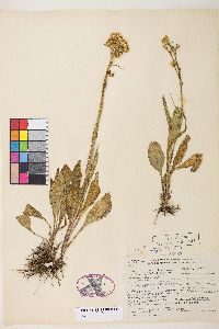 Senecio integerrimus var. exaltatus image