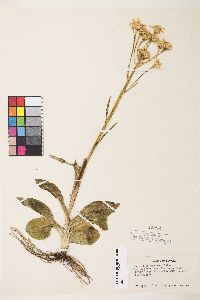 Senecio integerrimus var. exaltatus image