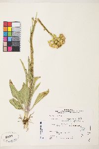 Senecio integerrimus image