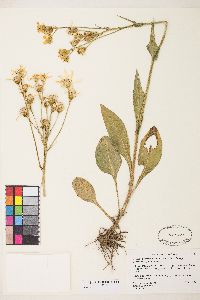 Senecio integerrimus var. exaltatus image