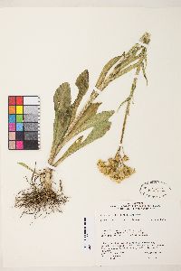 Senecio integerrimus image