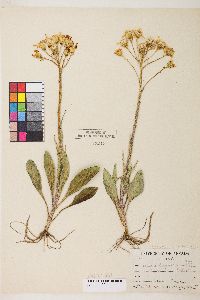 Senecio integerrimus var. exaltatus image