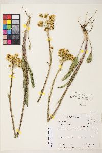 Senecio integerrimus var. exaltatus image