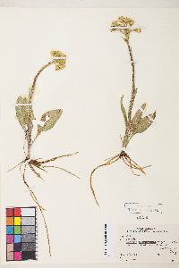 Senecio integerrimus var. exaltatus image