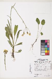 Senecio integerrimus var. exaltatus image