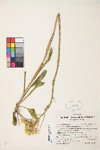 Senecio integerrimus image