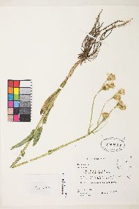 Senecio integerrimus image