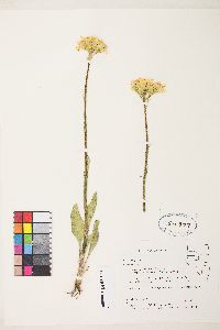 Senecio integerrimus var. exaltatus image