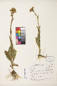 Senecio integerrimus image