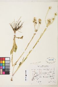 Senecio integerrimus var. exaltatus image