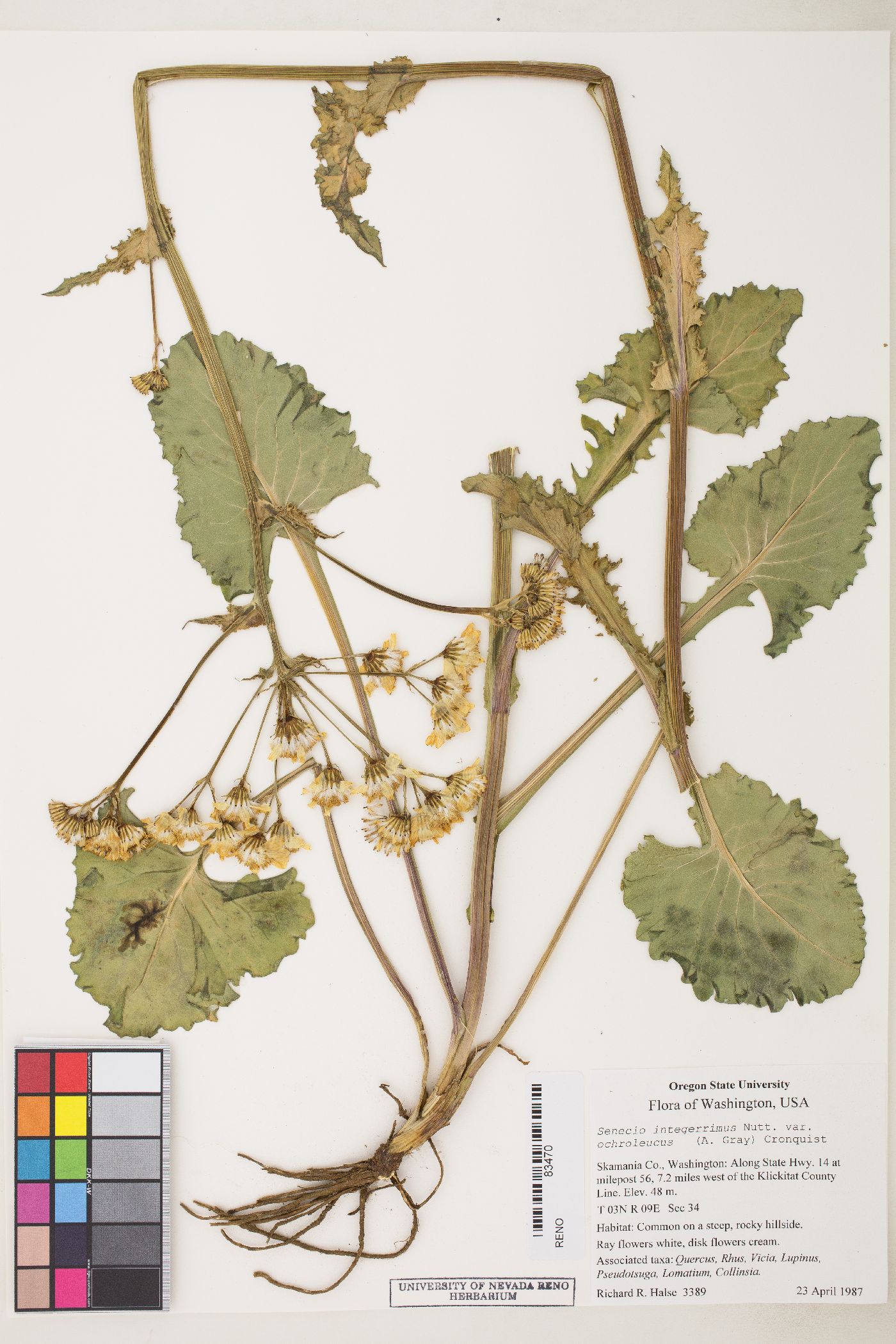 Senecio integerrimus var. ochroleucus image