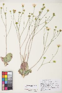 Atrichoseris platyphylla image