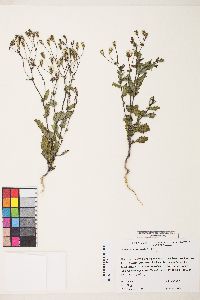 Senecio mohavensis image