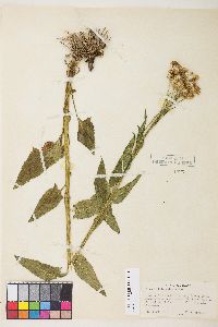 Senecio triangularis image