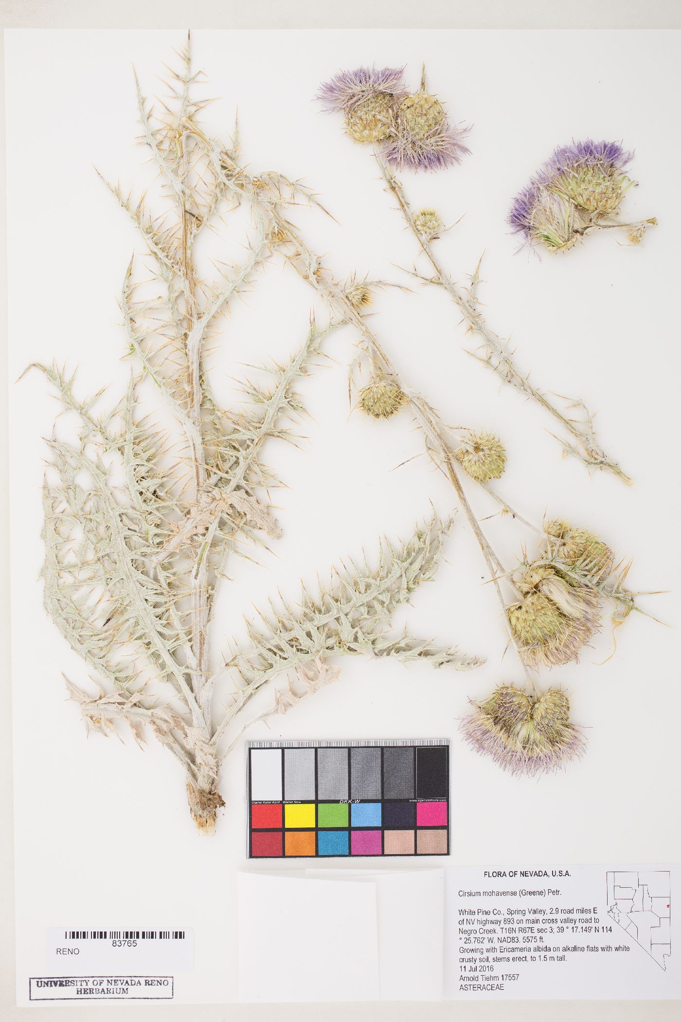 Cirsium mohavense image