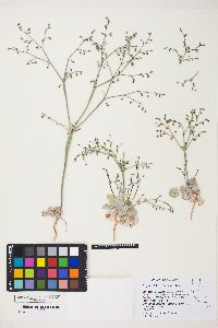 Eriogonum deflexum var. deflexum image