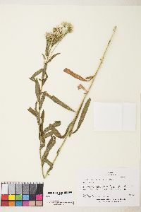 Sericocarpus oregonensis var. californicus image