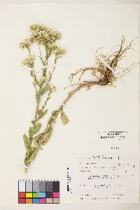 Sericocarpus oregonensis var. californicus image