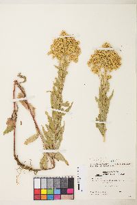 Solidago canadensis var. gilvocanescens image