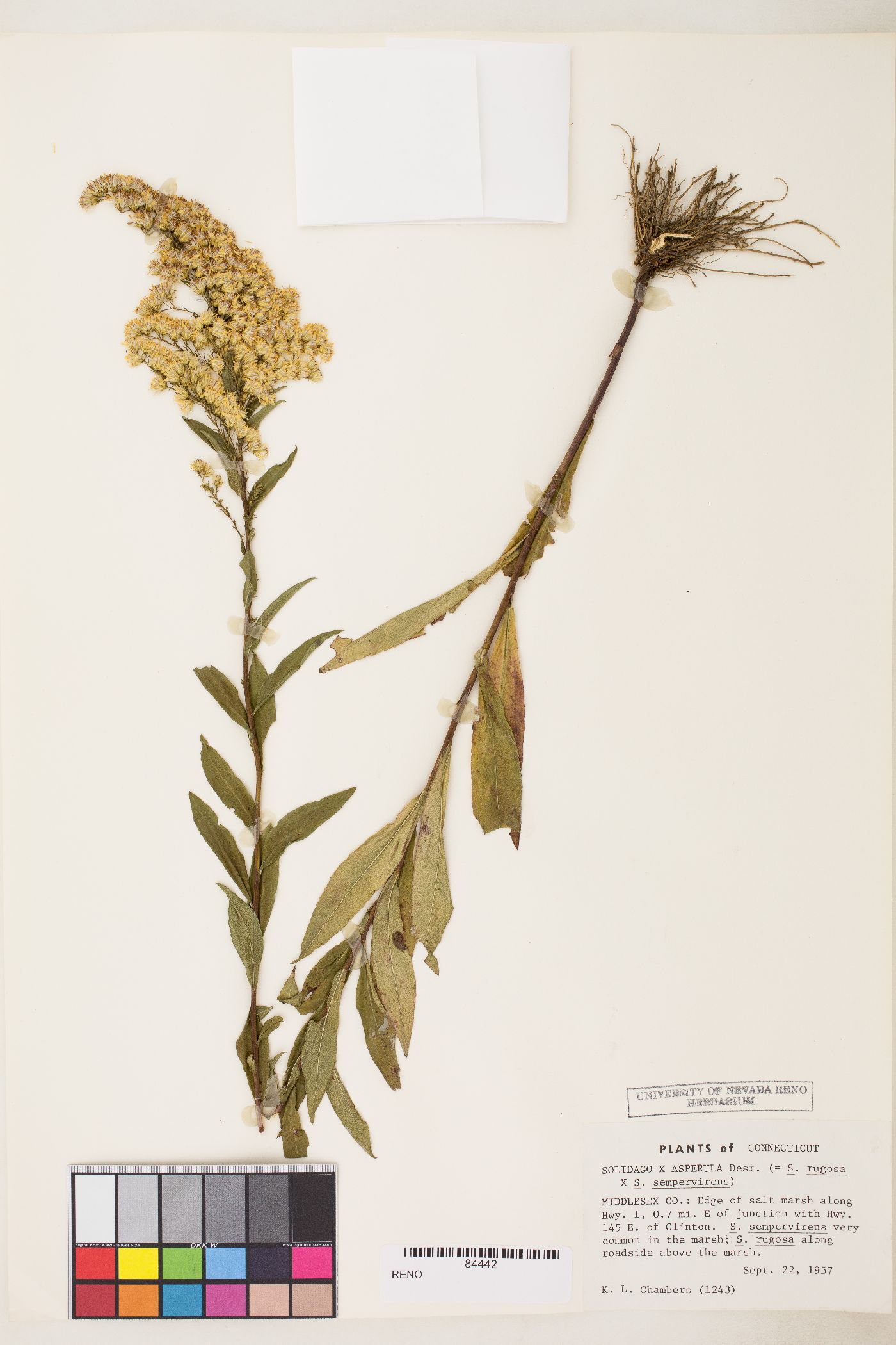 Solidago x asperula image