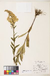 Solidago x asperula image