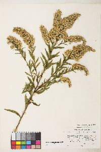 Solidago x asperula image