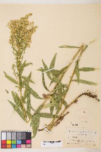 Solidago lepida var. salebrosa image