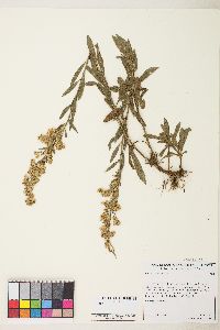 Solidago velutina image