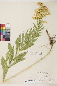 Solidago lepida var. salebrosa image