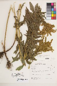 Solidago lepida image