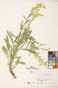 Solidago lepida image