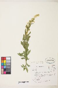 Solidago lepida image